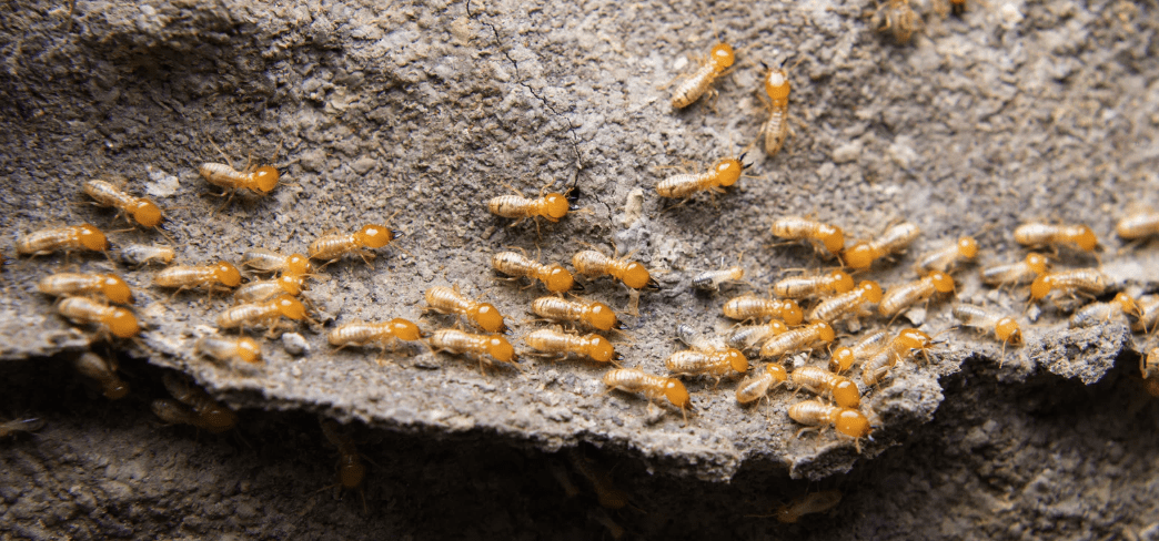 Regional Pest Services