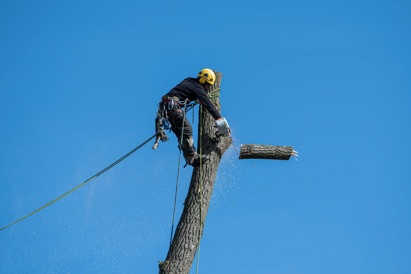 Above the Rest Tree Care