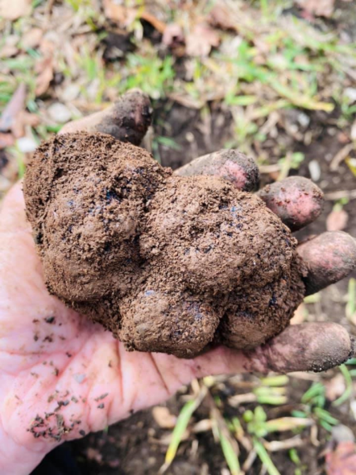 Ideal truffle growing conditions 2ST