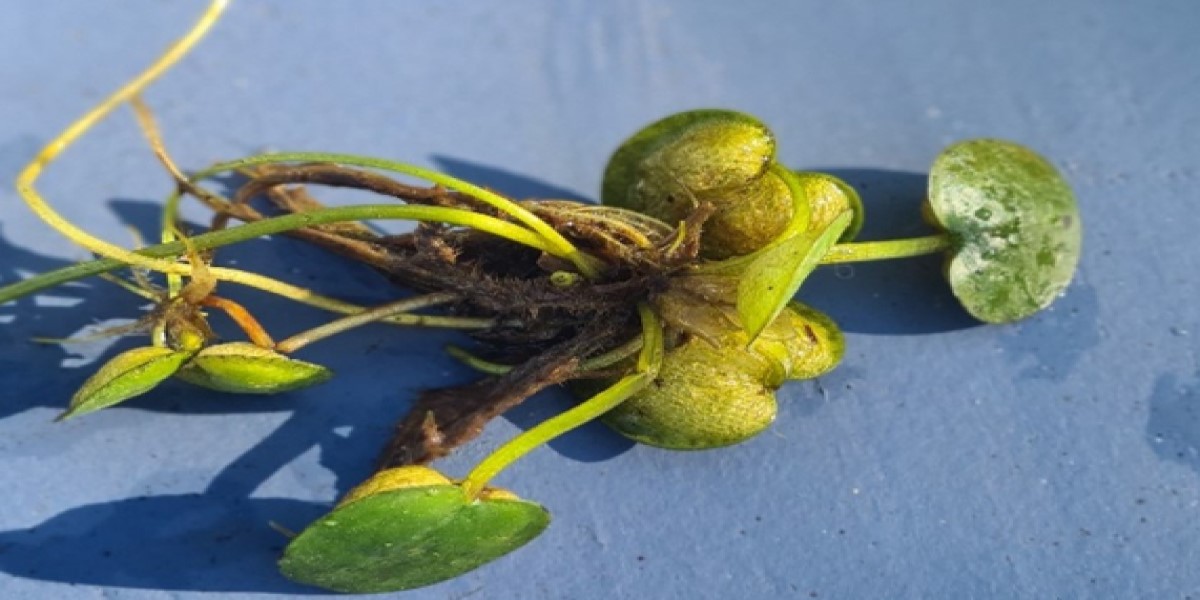Warning against invasive floating Frogbit 2ST