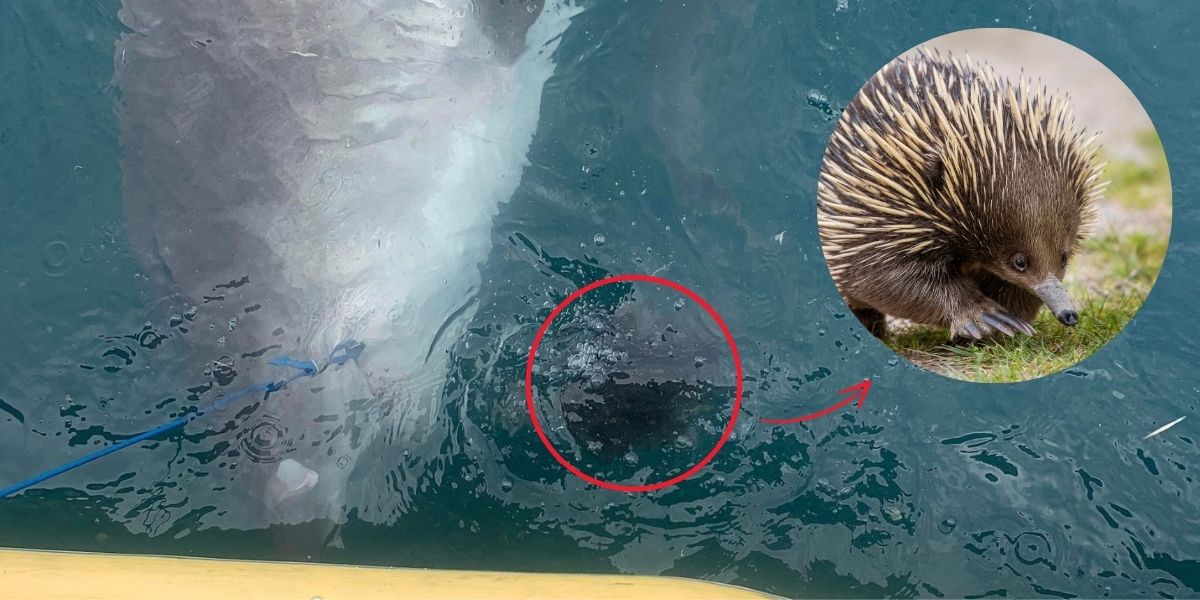 Tiger Shark Vomits Echidna: A Rare and Unusual Event