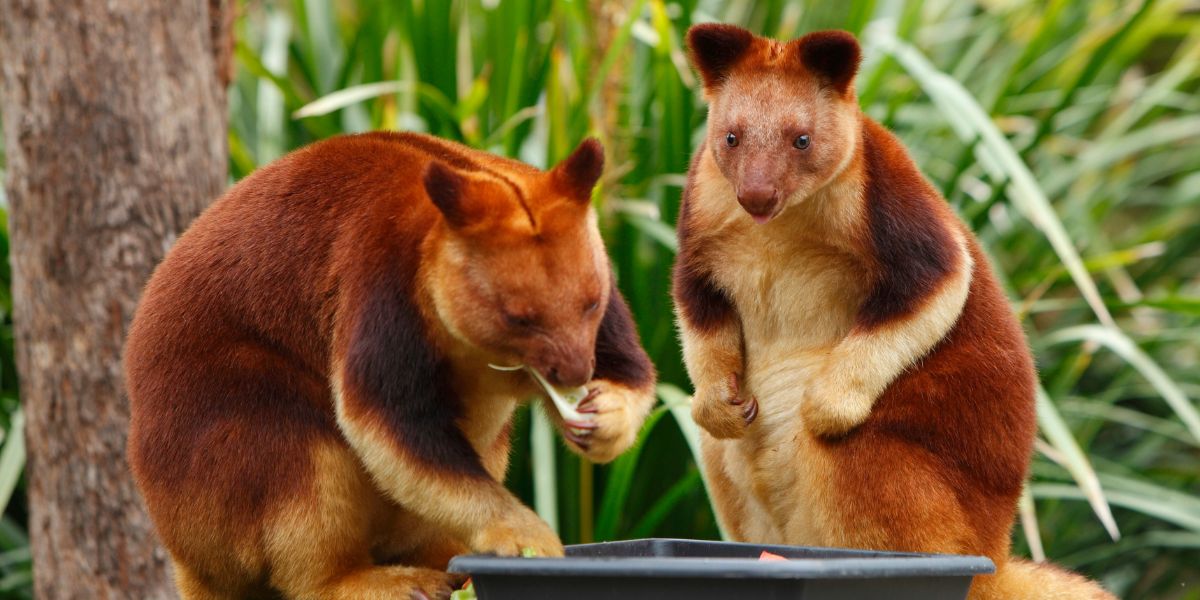 Endangered Tree Kangaroos are Starring in Viral Crunch Videos - 2ST