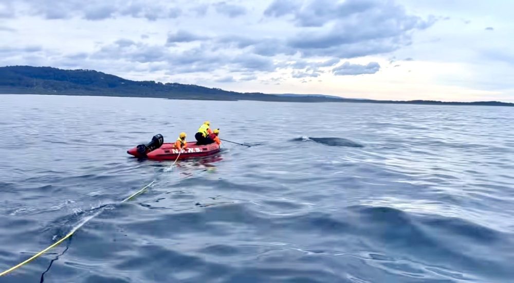 Whale rescued from fishing trap line off the South Coast - 2ST